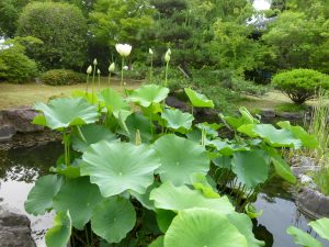 三光丸クスリ資料館／ハスの花