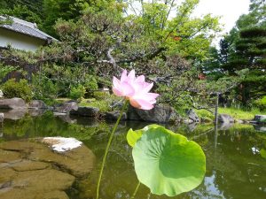 三光丸／クスリ資料館／ハス