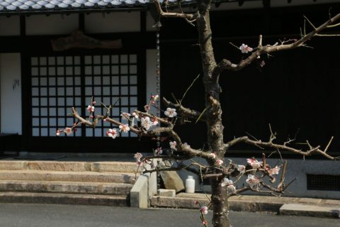 梅／三光丸／クスリ資料館