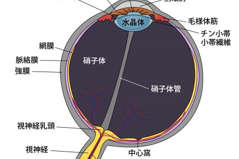 豆知識　アレルギー　目
