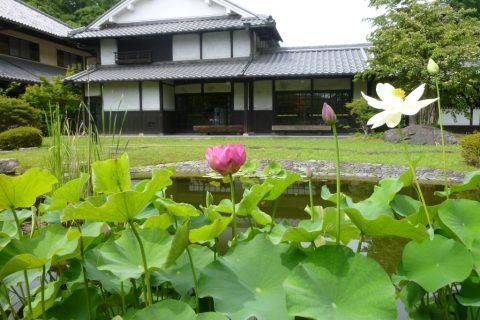 三光丸／クスリ資料館／ハス